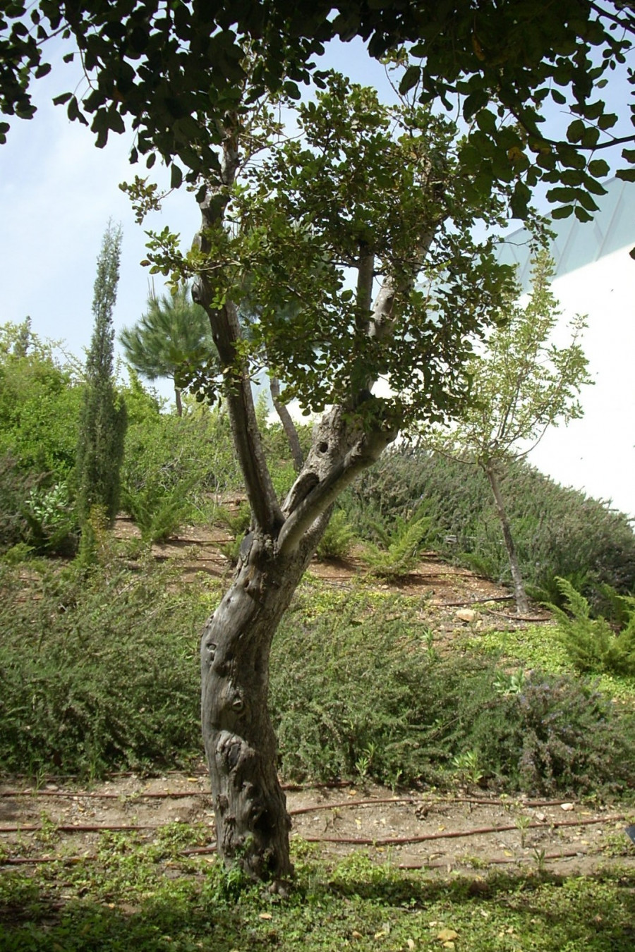 Дерево на аллее праведников в Яд Вашеме (Израиль), посаженное в память матери Марии (Скобцовой)